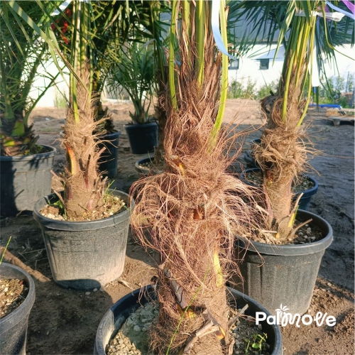 Trachycarpus Fortunei 180-190cm
